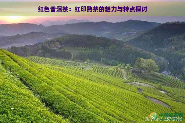 红色普洱茶：红印熟茶的魅力与特点探讨