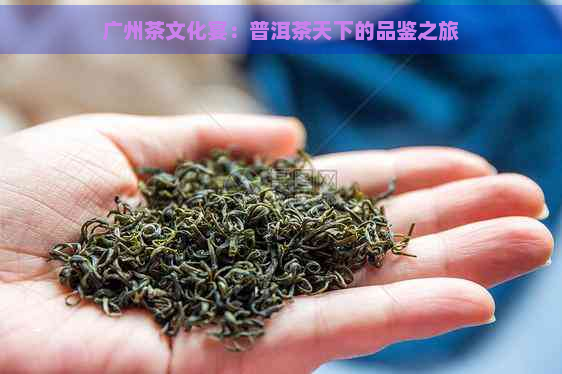 广州茶文化宴：普洱茶天下的品鉴之旅