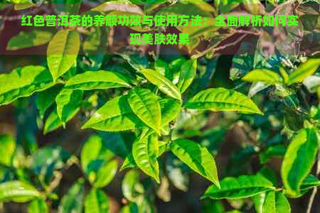 红色普洱茶的养颜功效与使用方法：全面解析如何实现美肤效果