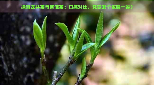 探索龙井茶与普洱茶：口感对比，究竟哪个更胜一筹？