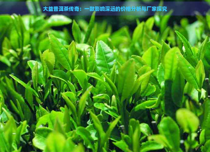 大益普洱茶传奇：一款影响深远的价格分析与厂家探究