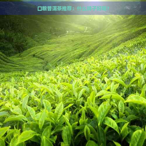 口粮普洱茶推荐：什么牌子好喝？