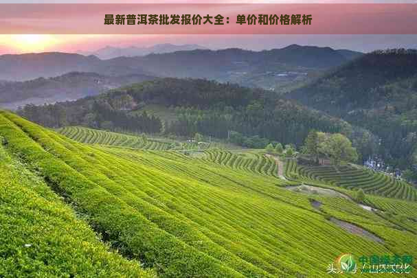 最新普洱茶批发报价大全：单价和价格解析