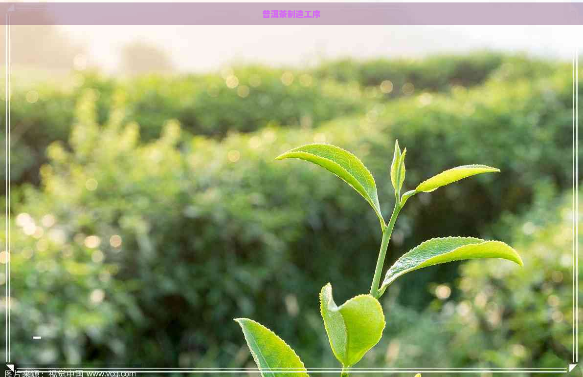 普洱茶制造工序