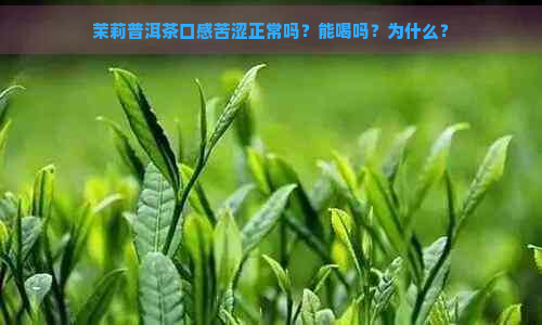 茉莉普洱茶口感苦涩正常吗？能喝吗？为什么？