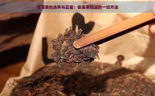 普洱茶的选购与品鉴：你需要知道的一切方法