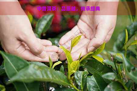 中普洱茶：品质越，传承经典