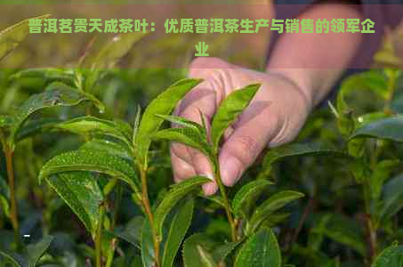 普洱茗贵天成茶叶：优质普洱茶生产与销售的领军企业