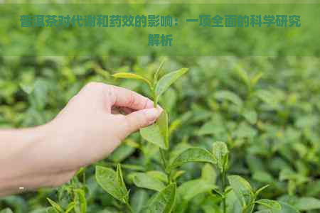 普洱茶对代谢和药效的影响：一项全面的科学研究解析