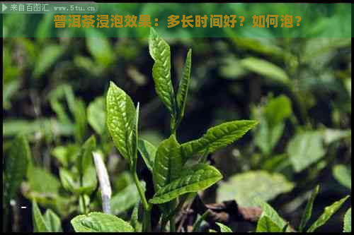 普洱茶浸泡效果：多长时间好？如何泡？