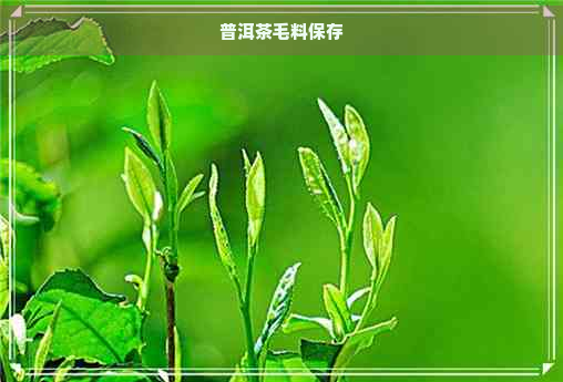 普洱茶毛料保存