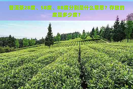 普洱茶28度、58度、88度分别是什么意思？存放的度是多少度？