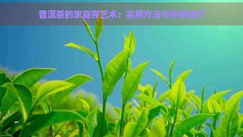 普洱茶的家庭存艺术：实用方法与存放技巧