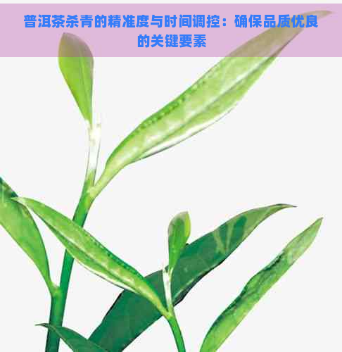 普洱茶杀青的精准度与时间调控：确保品质优良的关键要素