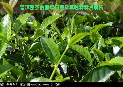 普洱熟茶的醇厚口感及其独特特点解析