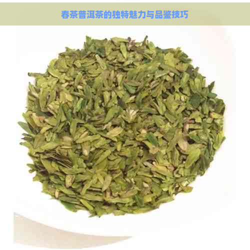 春茶普洱茶的独特魅力与品鉴技巧