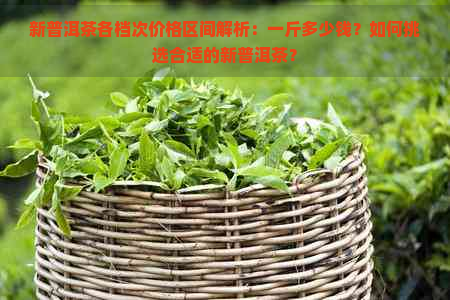 新普洱茶各档次价格区间解析：一斤多少钱？如何挑选合适的新普洱茶？