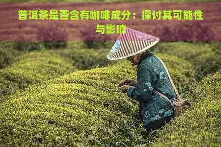 普洱茶是否含有咖啡成分：探讨其可能性与影响