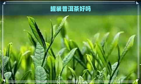 罐装普洱茶好吗