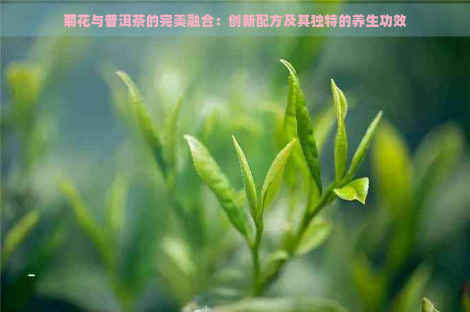 菊花与普洱茶的完美融合：创新配方及其独特的养生功效