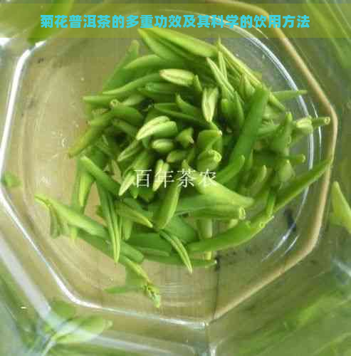 菊花普洱茶的多重功效及其科学的饮用方法