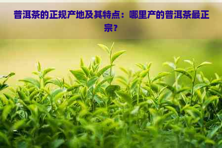 普洱茶的正规产地及其特点：哪里产的普洱茶最正宗？