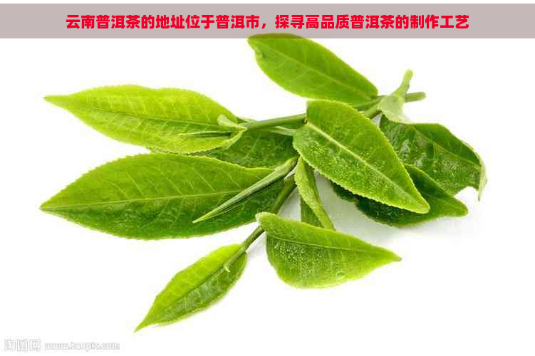 云南普洱茶的地址位于普洱市，探寻高品质普洱茶的制作工艺