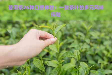 普洱茶26种口感体验：一款茶叶的多元风味探险