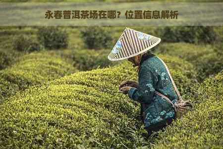 永春普洱茶场在哪？位置信息解析