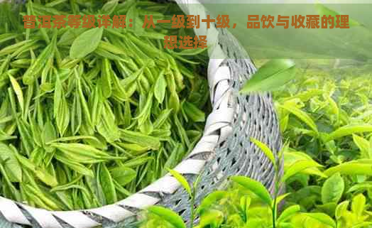 普洱茶等级详解：从一级到十级，品饮与收藏的理想选择