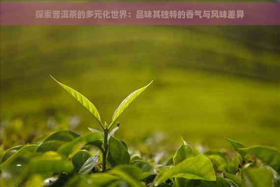 探索普洱茶的多元化世界：品味其独特的香气与风味差异