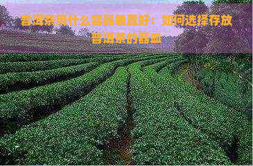 普洱茶用什么容器装置好：如何选择存放普洱茶的器皿