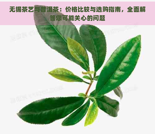 无锡茶艺与普洱茶：价格比较与选购指南，全面解答您可能关心的问题