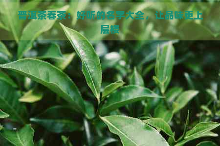 普洱茶春茶：好听的名字大全，让品味更上层楼