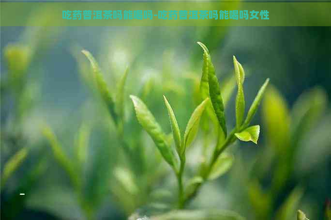 吃药普洱茶吗能喝吗-吃药普洱茶吗能喝吗女性