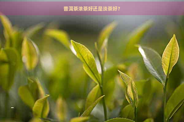 普洱茶浓茶好还是淡茶好？