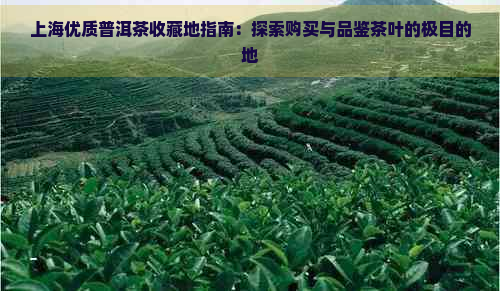 上海优质普洱茶收藏地指南：探索购买与品鉴茶叶的极目的地