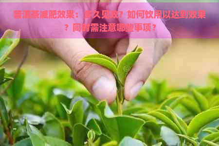 普洱茶减肥效果：多久见效？如何饮用以达到效果？同时需注意哪些事项？