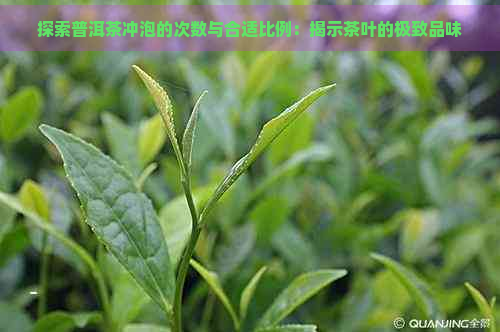 探索普洱茶冲泡的次数与合适比例：揭示茶叶的极致品味