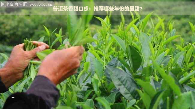 普洱茶香甜口感：推荐哪些年份的最甜？