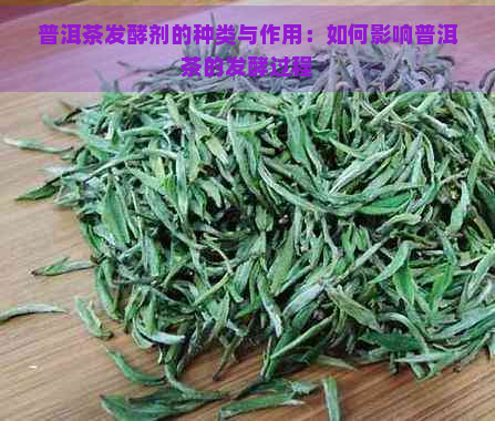 普洱茶发酵剂的种类与作用：如何影响普洱茶的发酵过程