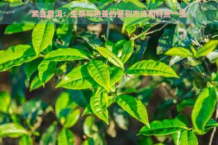 紫金普洱：生茶与熟茶的鉴别方法和特点一览