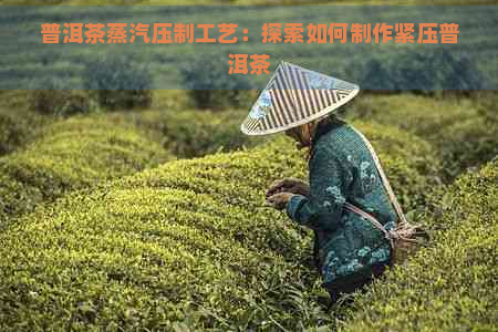 普洱茶蒸汽压制工艺：探索如何制作紧压普洱茶