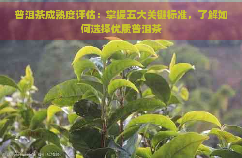 普洱茶成熟度评估：掌握五大关键标准，了解如何选择优质普洱茶