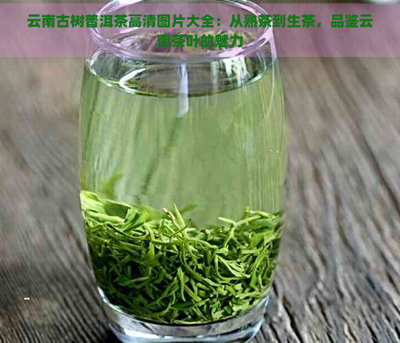 云南古树普洱茶高清图片大全：从熟茶到生茶，品鉴云南茶叶的魅力