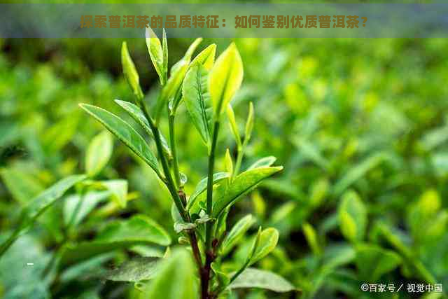 探索普洱茶的品质特征：如何鉴别优质普洱茶？