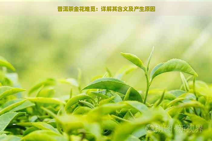 普洱茶金花难觅：详解其含义及产生原因