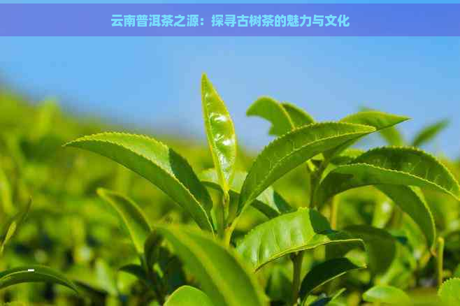 云南普洱茶之源：探寻古树茶的魅力与文化