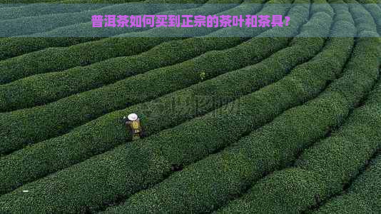 普洱茶如何买到正宗的茶叶和茶具？