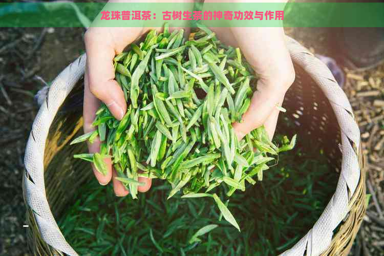 龙珠普洱茶：古树生茶的神奇功效与作用